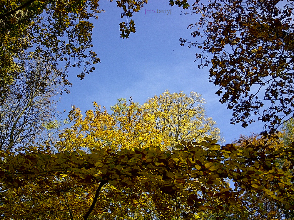 Zickenfoto vom Herbstspaziergang