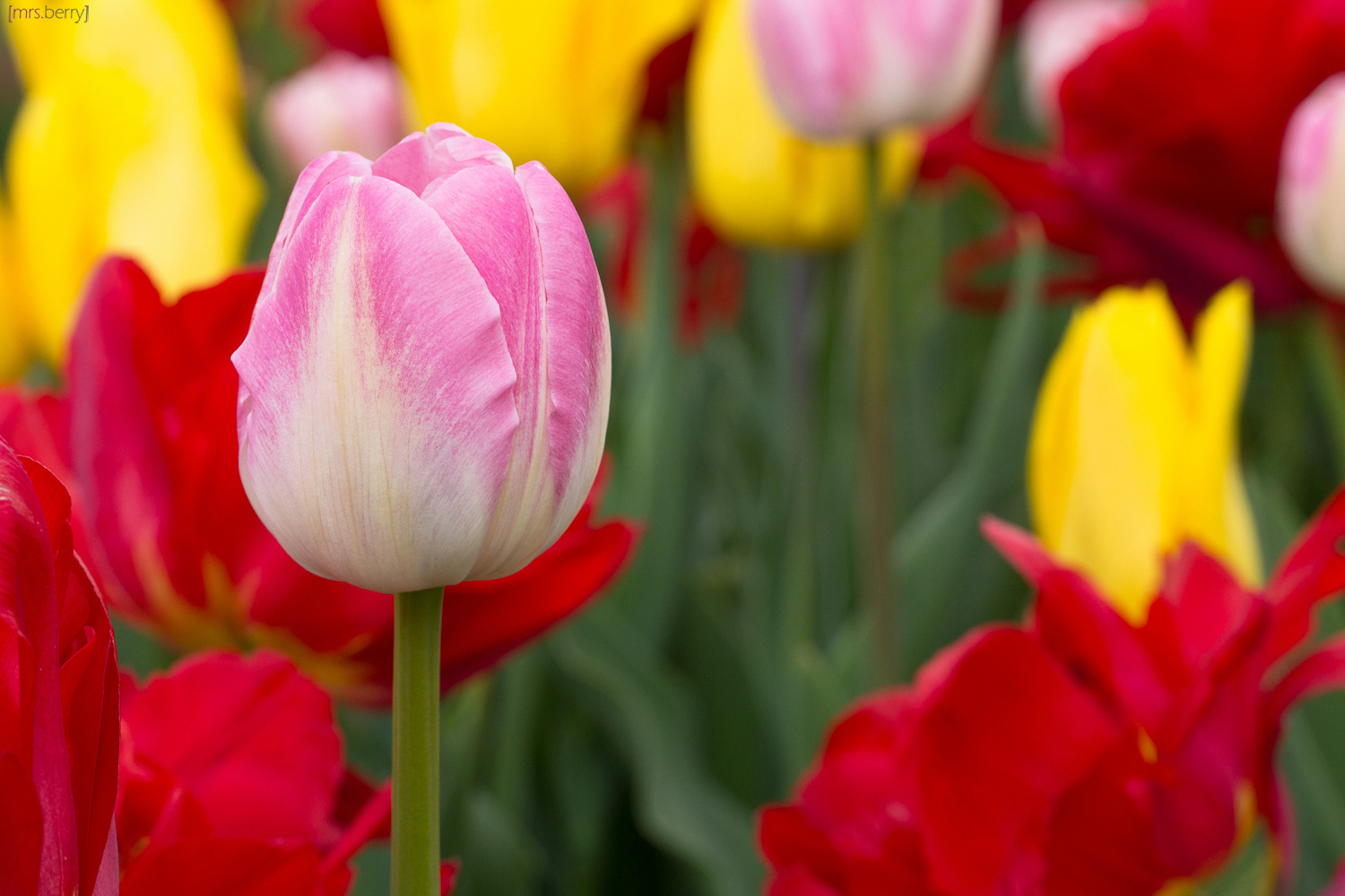 Tulpen - die bunte Seite des Frühlings