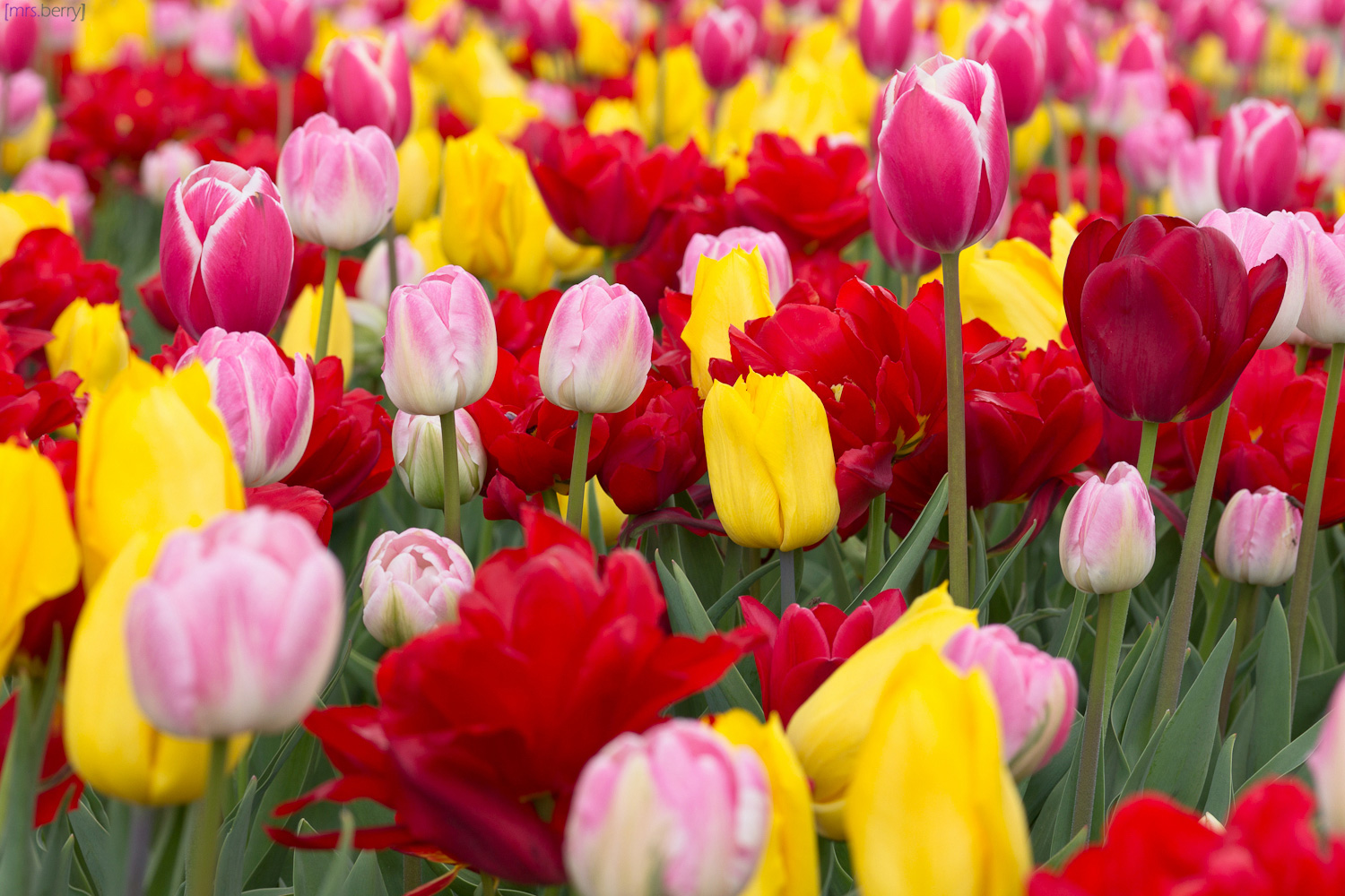 Tulpen - die bunte Seite des Frühlings