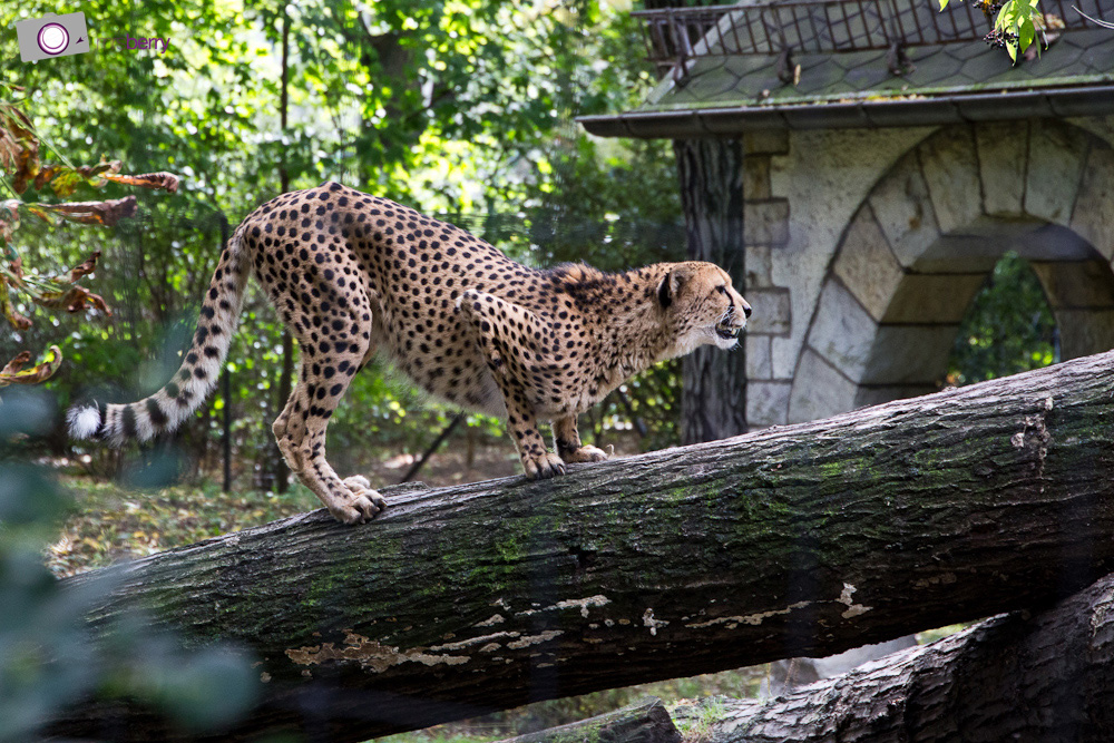 Dresdner Zoo: Gepard