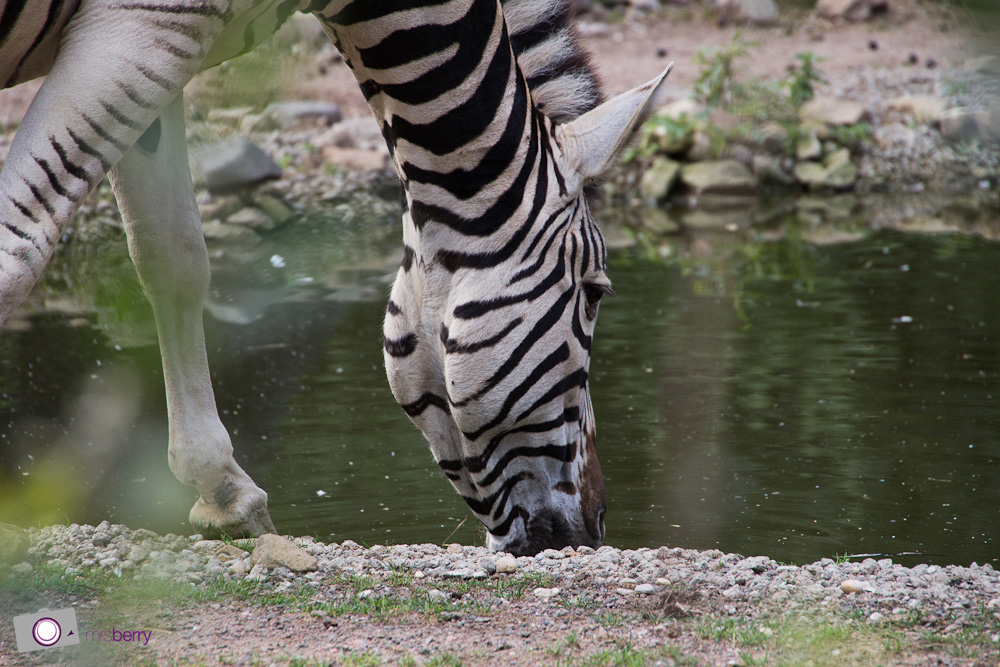 Dresdner Zoo: Zebra