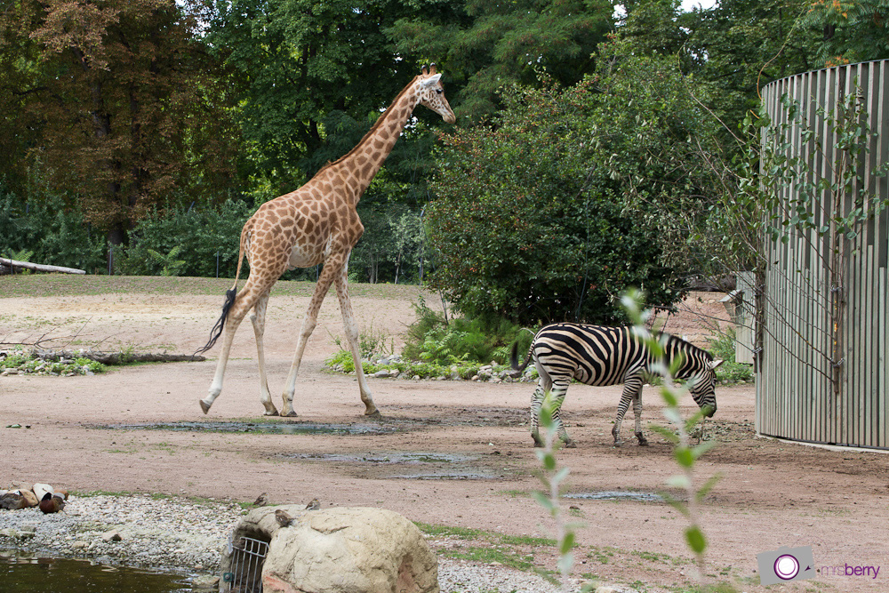 Dresdner Zoo: Giraffen und Zebra Anlage