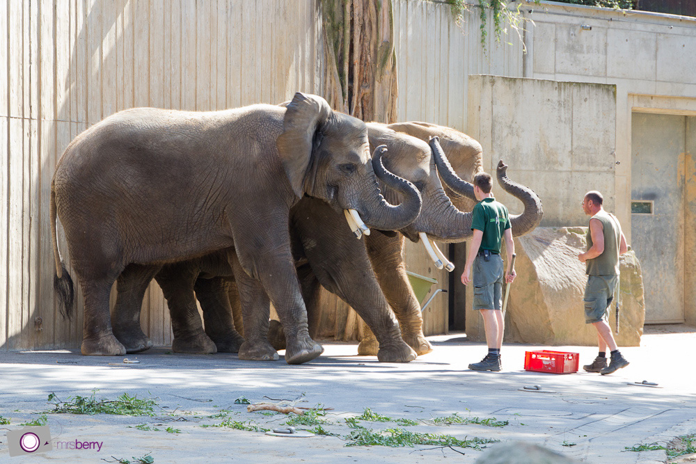 Dresdner Zoo: Elefanten
