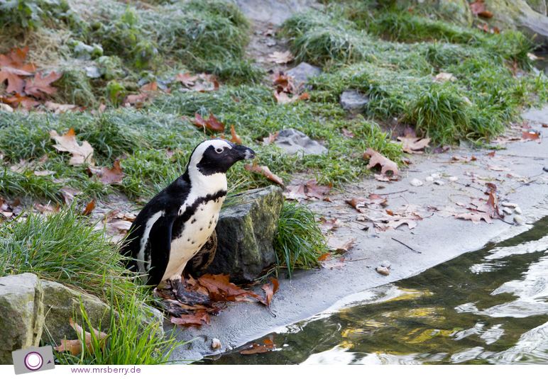Pinguincorner in Burgers Zoo