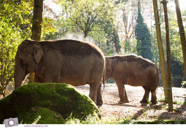 Dampfende Elefanten in Burgers Zoo