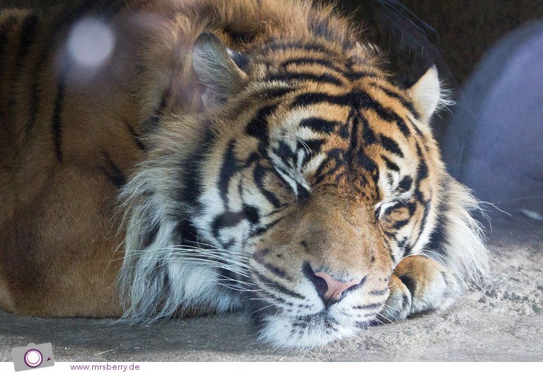 Sumatra-Tiger in Burgers Zoo