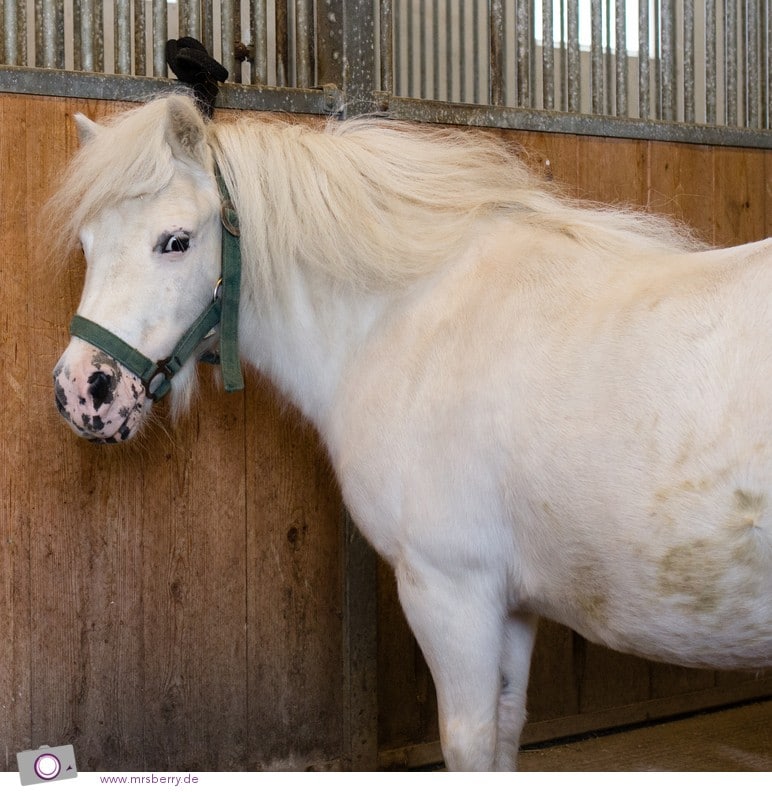 Robinson Club Ampflwang: Reiten - Shetland Pony