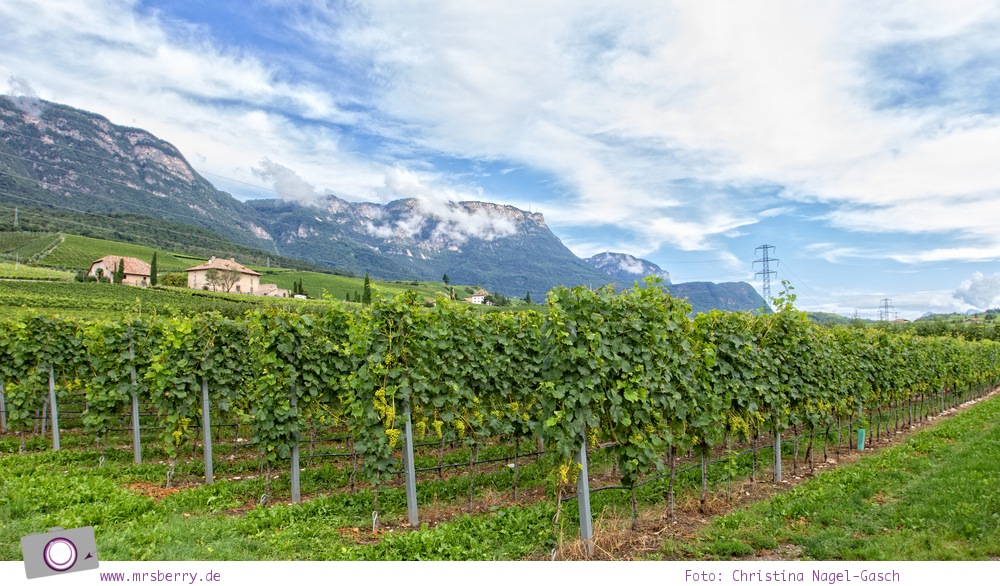Weinanbau am Kalterer See in Südtirol