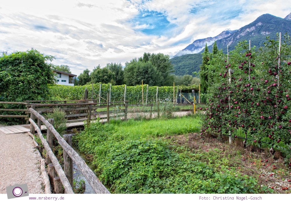 Apfelplantagen am Kalterer See in Südtirol