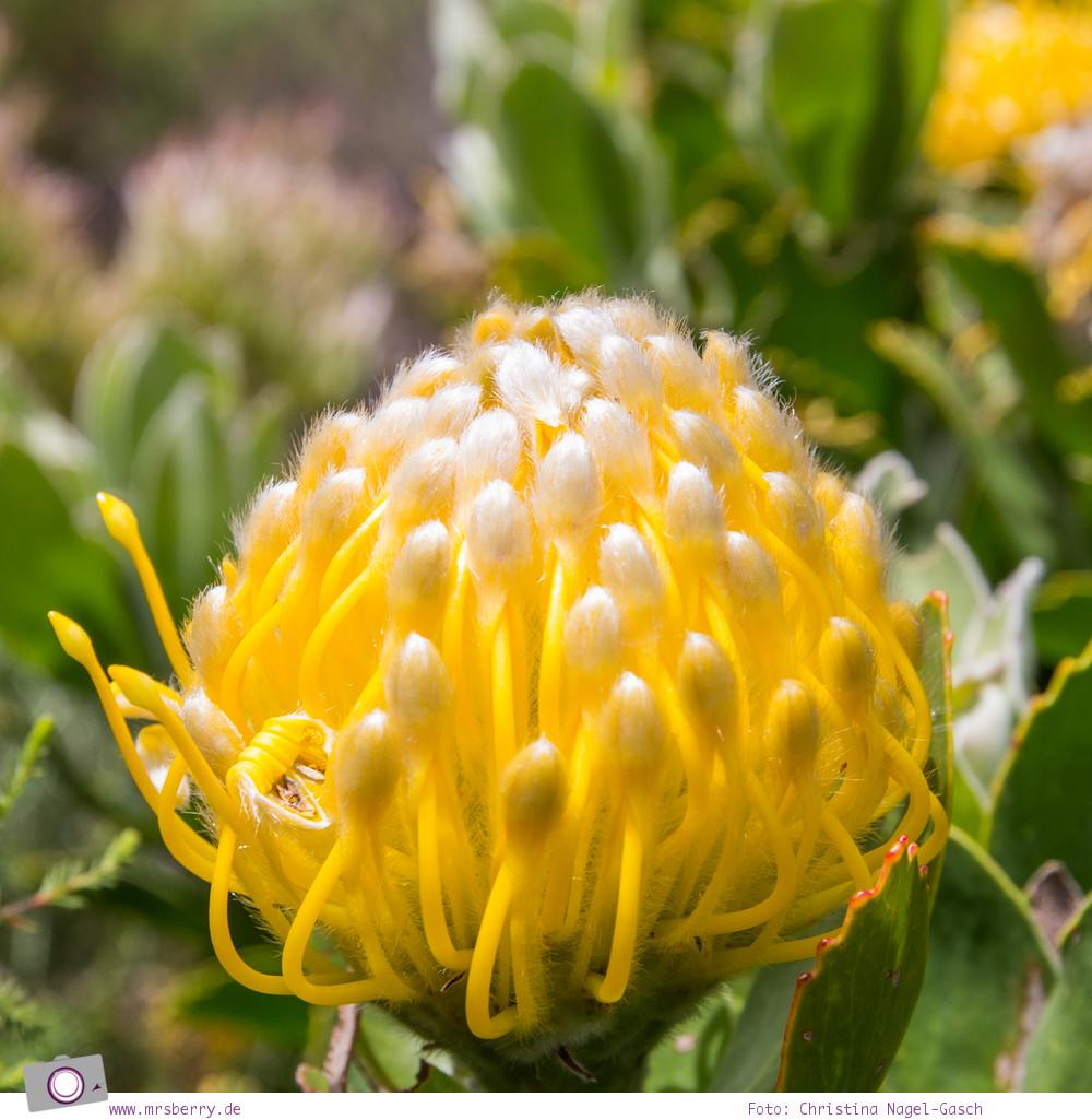 Südafrika: Fynbos - Blüte einer Protea