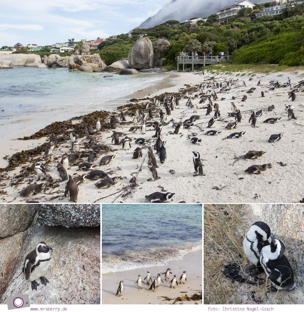 Südafrika: Pinguine von Boulders Beach