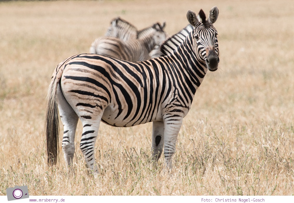 Südafrika Westkap - Zebras bei der Safari durch die Thali Thali Game Lodge