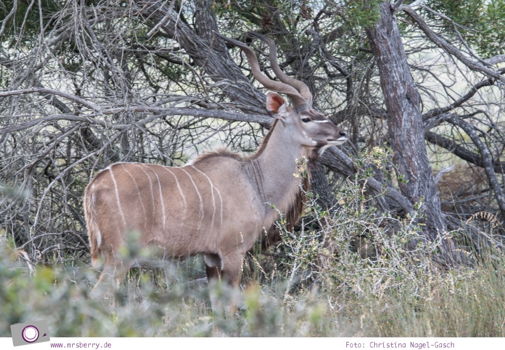 Südafrika Westkap - Großer Kudu bei der Safari durch die Thali Thali Game Lodge