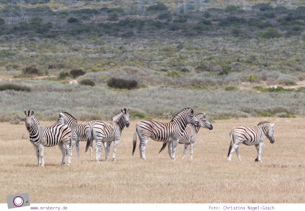 Südafrika Westkap - Zebras bei der Safari durch die Thali Thali Game Lodge