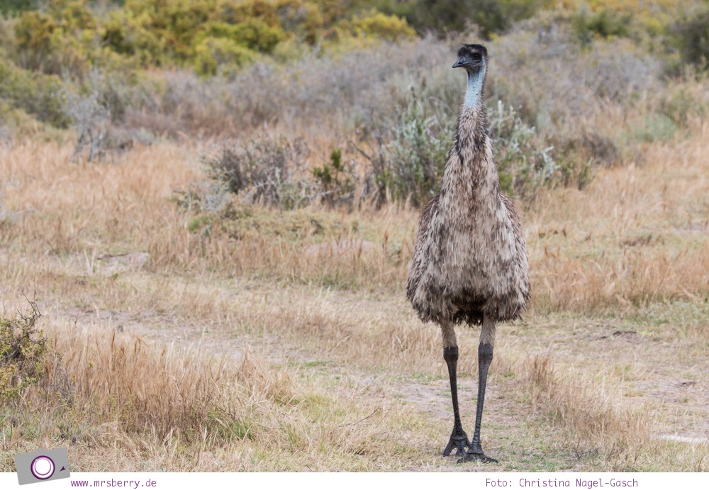 Südafrika Westkap - Emu in der Thali Thali Game Lodge