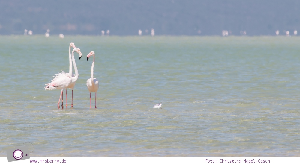 Südafrika (Western Cape):Wilde Flamingos an der Langebaan-Lagune im West Coast National Park