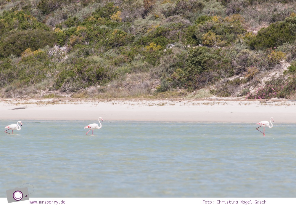 Südafrika (Western Cape):Wilde Flamingos an der Langebaan-Lagune im West Coast National Park