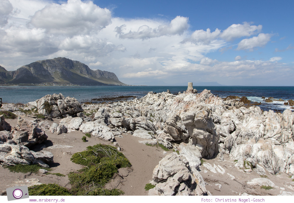 Südafrika: die Pinguine bei Stony Point, Betty's Bay