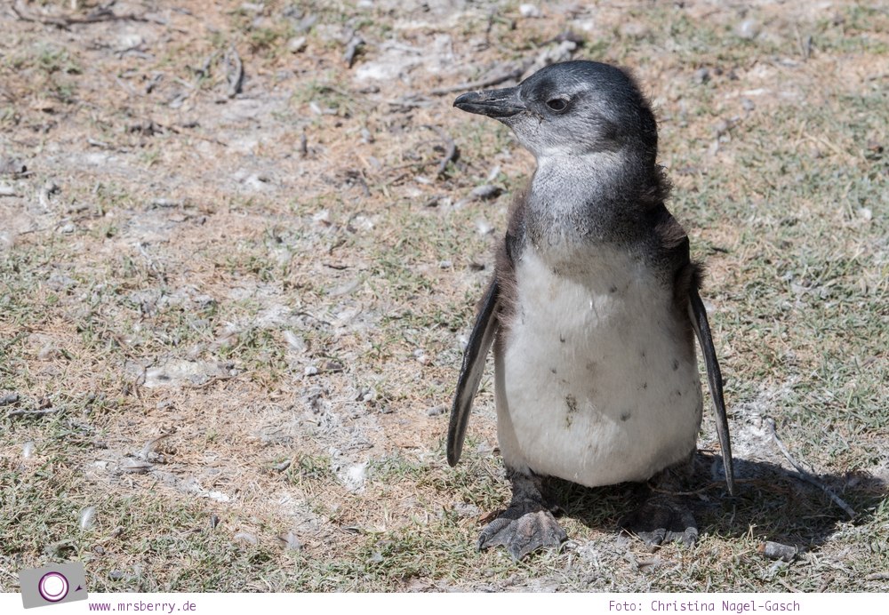 Südafrika: die Pinguine bei Stony Point, Betty's Bay