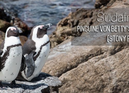 Südafrika #7: Die Pinguine von Betty’s Bay (Stony Point)