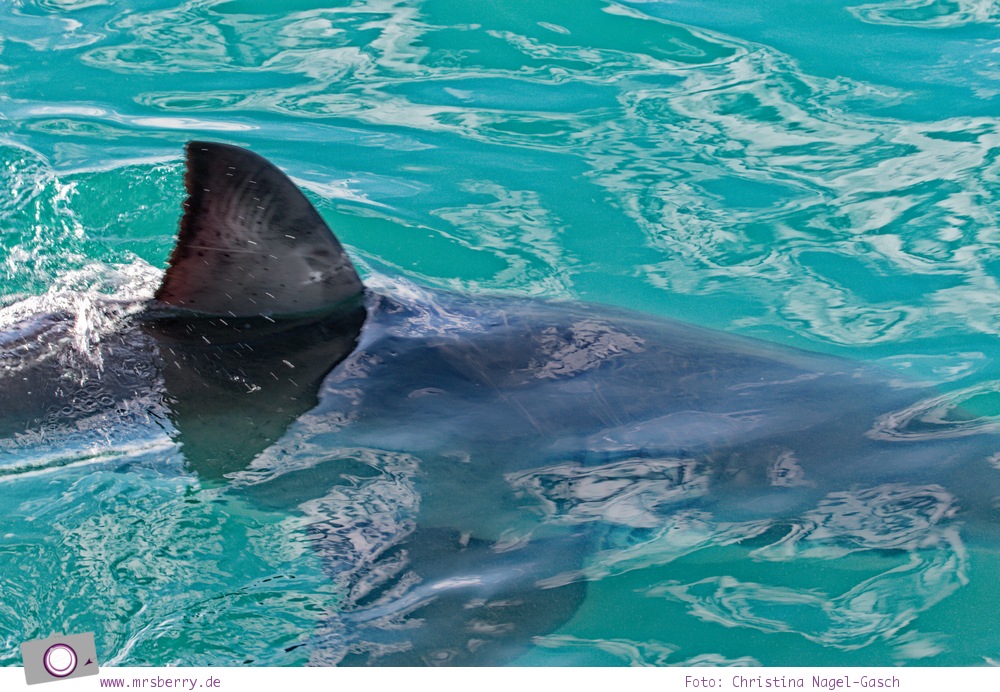 Gansbaai bei Hermanus, Südafrika: Tauchen mit dem großen Weißen Hai - Shark Cage Dinving in South Africa