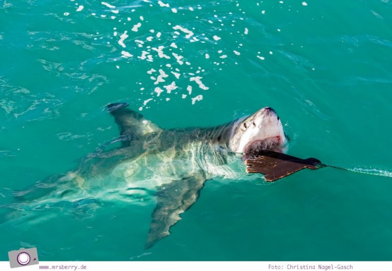 Gansbaai bei Hermanus, Südafrika: Tauchen mit dem großen Weißen Hai - Shark Cage Dinving in South Africa