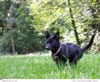 Familienzuwachs beim MrsBerry Familien- & Reiseblog : Hund Maya