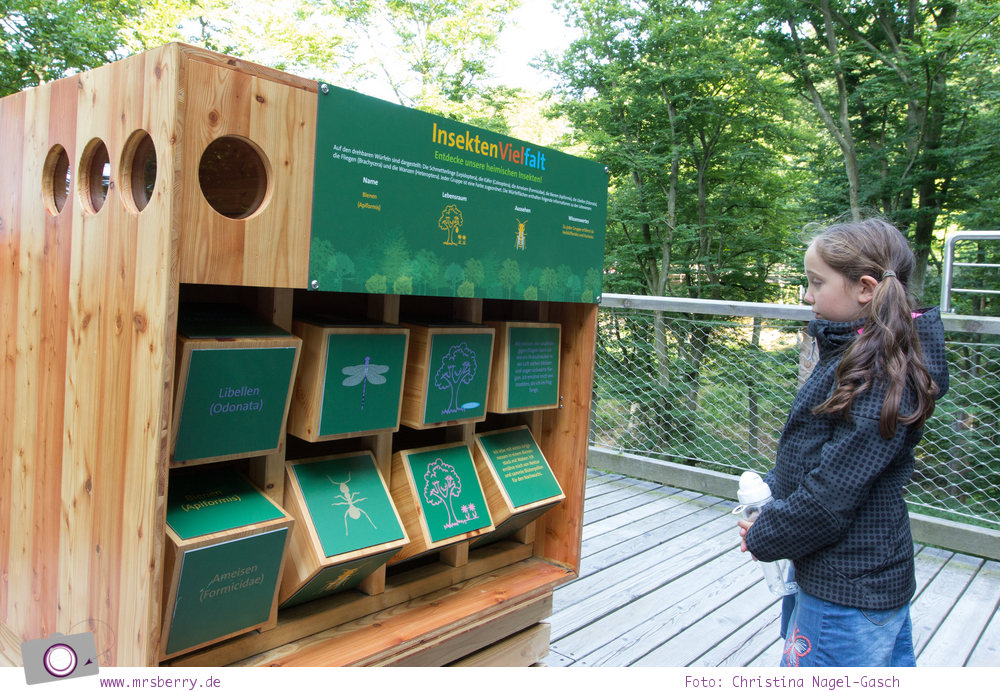 Rügen erleben: 5 Reisetipps für die Insel - Baumwipfelpfad im Naturerbe-Zentrum
