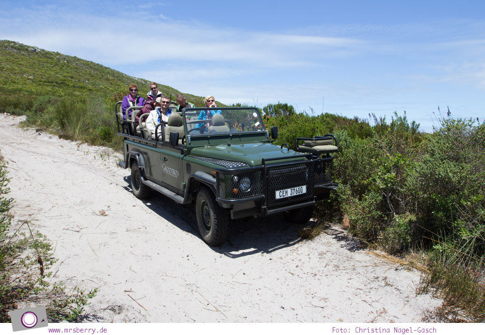 Südafrika #9: 4x4 Blumen Safari im Grootbos Private Nature Reserve mit Aussicht auf die Walker Bay