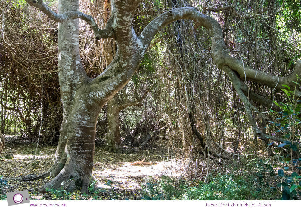 Südafrika #9: Quad Biking Ausflug vom Grootbos Private Nature Reserve - Herzbaum