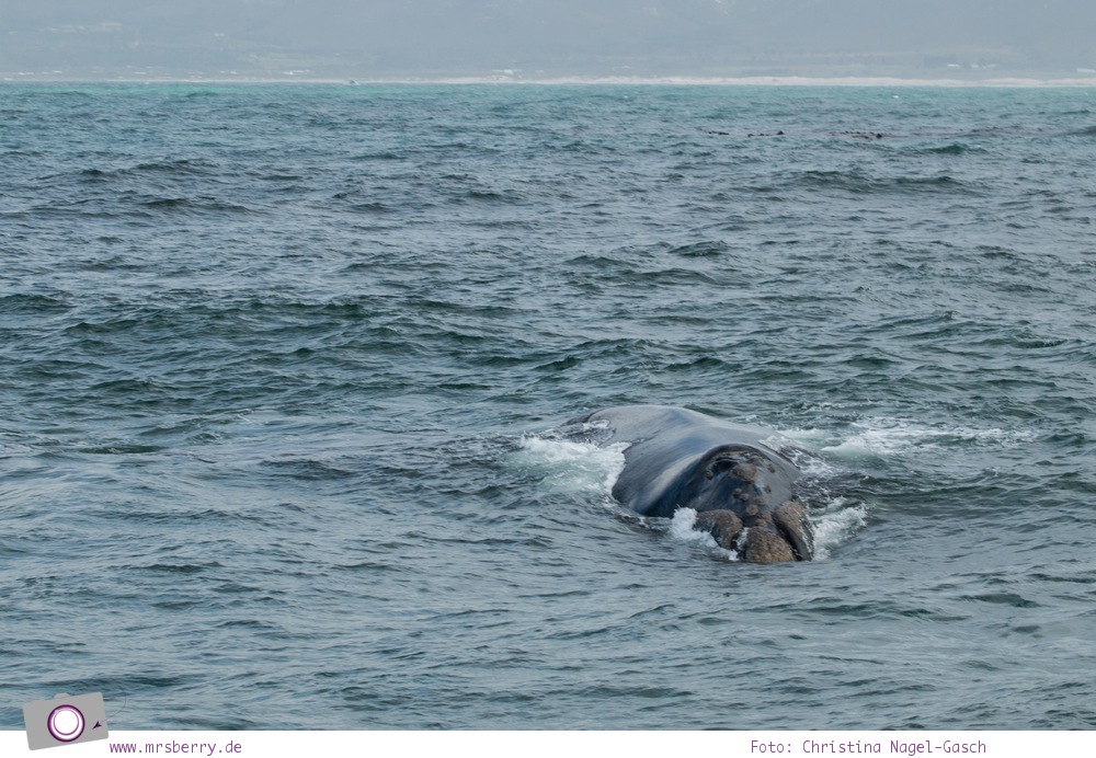 Südafrika #9: Whale Watching Ausflug vom Grootbos Private Nature Reserve - Robben an Dyer Island