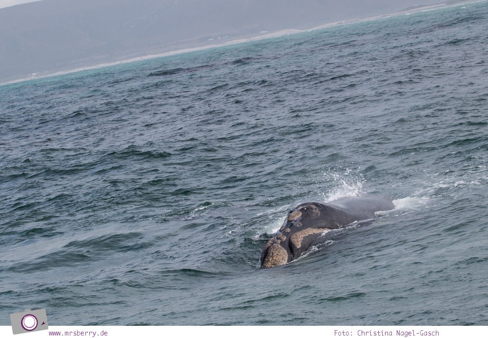 Südafrika #9: Whale Watching Ausflug vom Grootbos Private Nature Reserve - Robben an Dyer Island