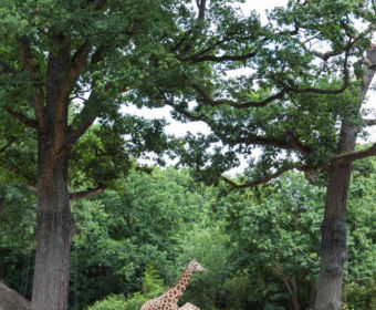 Erlebnis-Zoo Hannover: MrsBerry's Top 5 + 1 Attraktionen - Sambesi Themenwelt mit Giraffen