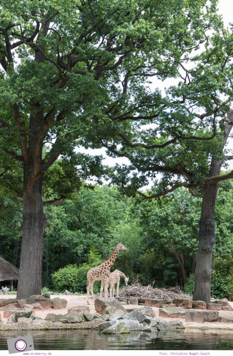 Erlebnis-Zoo Hannover: MrsBerry's Top 5 + 1 Attraktionen - Sambesi Themenwelt mit Giraffen