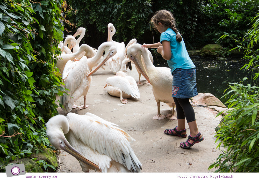 Erlebnis-Zoo Hannover: MrsBerry's Top 5 + 1 Attraktionen - Sambesi Themenwelt mit Rosapelikanen