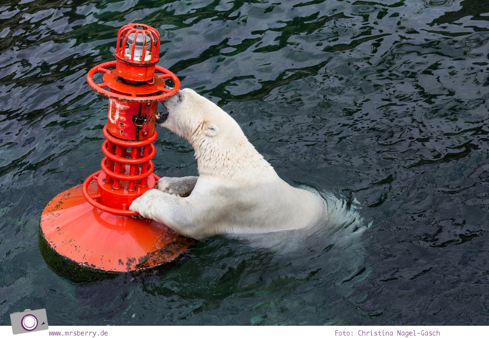 Erlebnis-Zoo Hannover: MrsBerry's Top 5 + 1 Attraktionen - Yukon Bay Themenwelt mit Eisbären