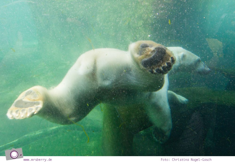 Erlebnis-Zoo Hannover: MrsBerry's Top 5 + 1 Attraktionen - Yukon Bay Themenwelt mit Eisbären