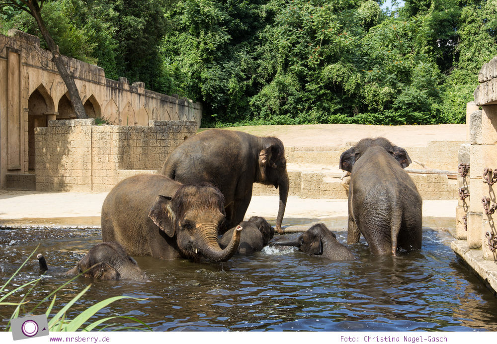Erlebnis-Zoo Hannover: MrsBerry's Top 5 + 1 Attraktionen - Dschungelpalast Themenwelt mit Asiatischen Elefanten