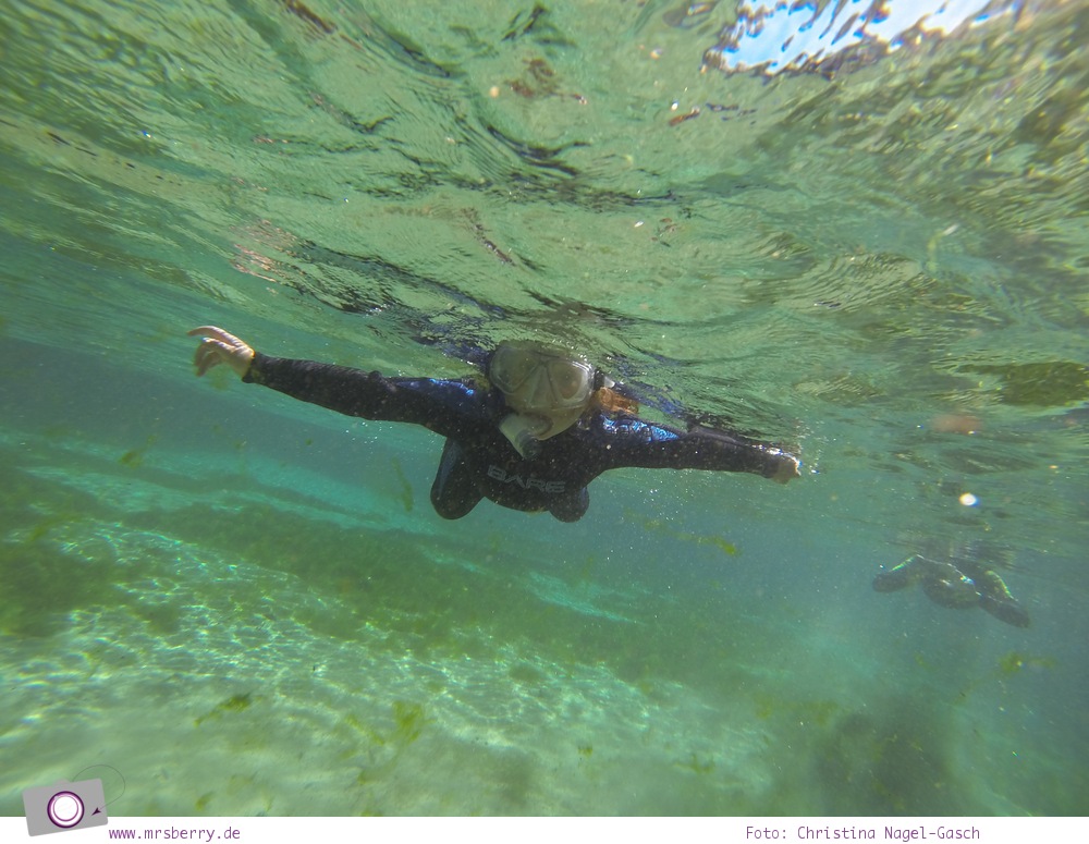 Florida Rundreise: Schwimmen mit Seekühen (Manatees) in der Kings Bay in Crystal River - Zuhause der Seekühe