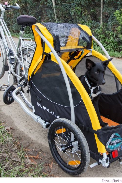 Fahrradfahren mit Hund – der Hundeanhänger von Burley