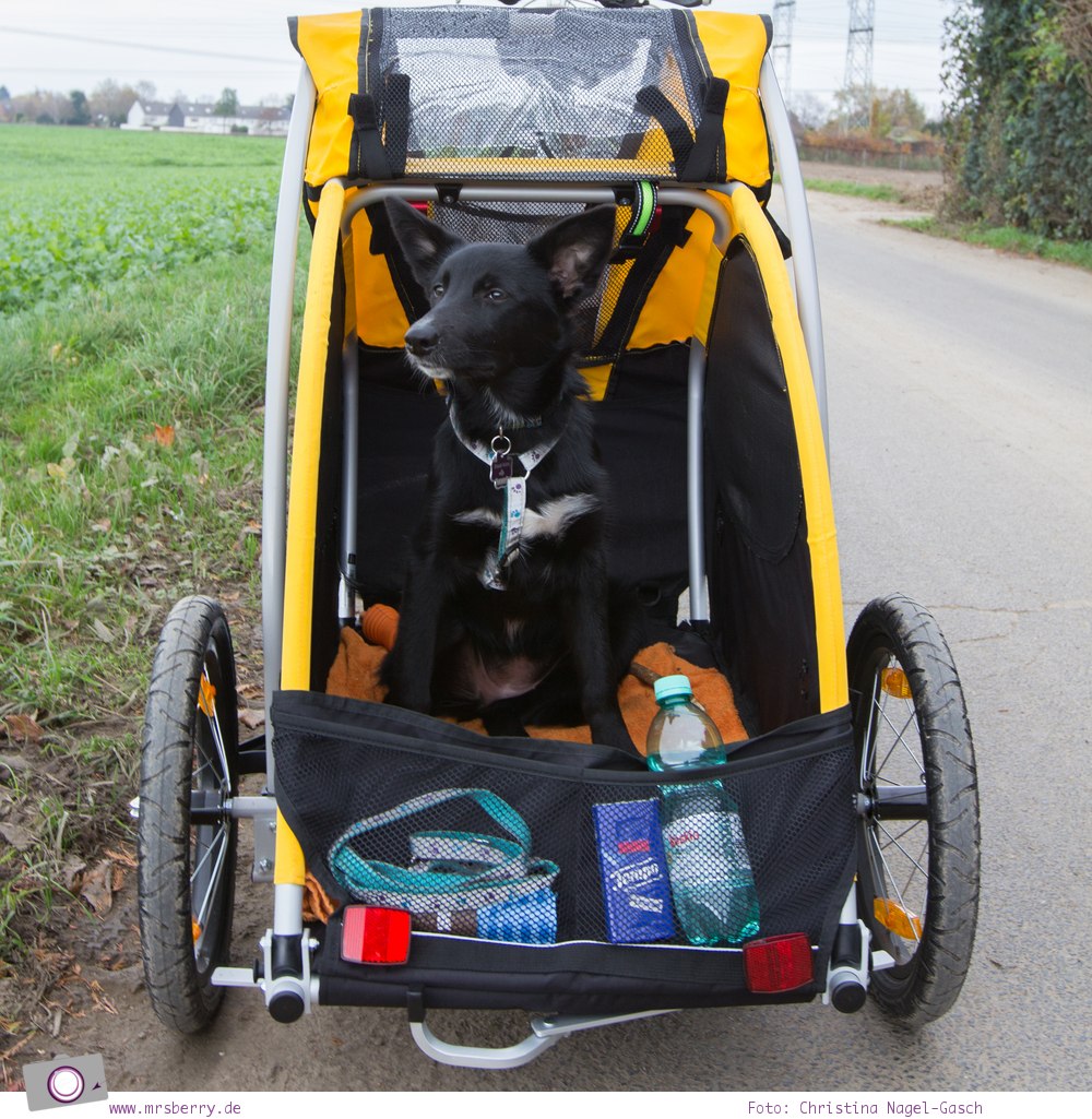 Fahrradanhänger für Hunde / Hundeanhänger - Burley Tail Wagon