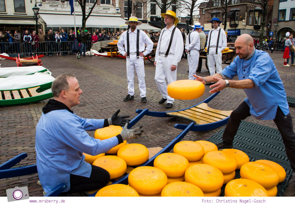 Käsemarkt in Alkmaar: Käse wird auf die Bahre verladen
