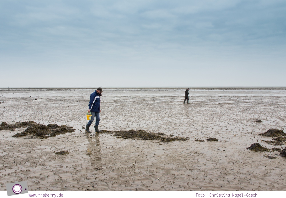 Urlaub auf Texel mit Kind und Hund - Austern sammeln auf Texel mit dem Austernmann