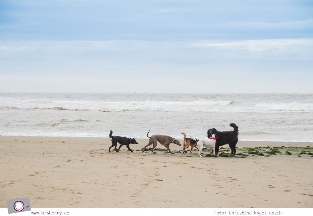 Urlaub auf Texel mit Kind und Hund - Rudelwanderung mit Jos Osting am Strand von Texel Paal 9