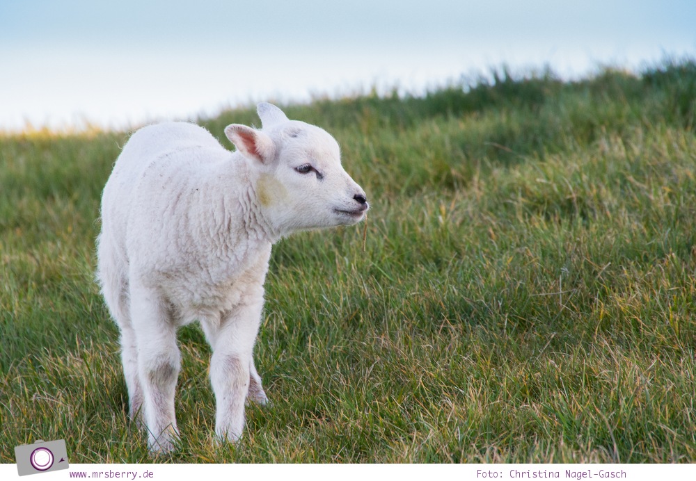 Urlaub auf Texel mit Kind und Hund - Schafe sind allgegenwärt - das Texel Schaf