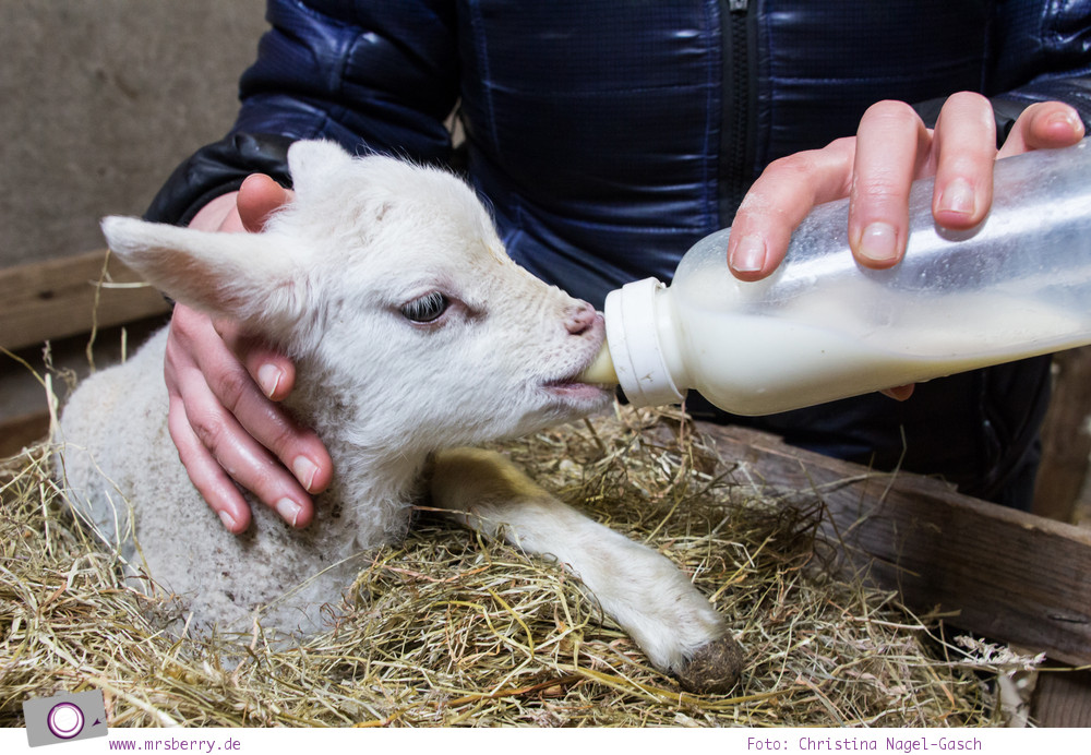 Urlaub auf Texel mit Kind und Hund - Schafe sind allgegenwärtig - das Texel Schaf im Schafbauernhof (Schapenboerderij)
