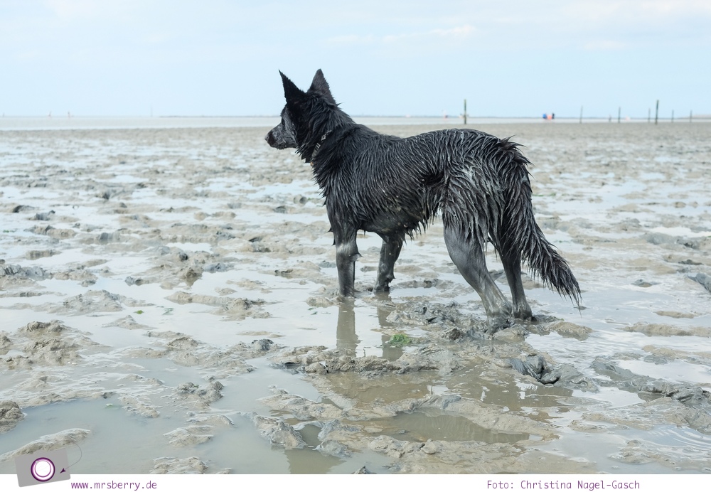 Leben mit Hund - 1 Jahr mit Maya #dogcontent