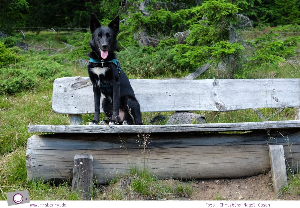 Leben mit Hund - 1 Jahr mit Maya #dogcontent