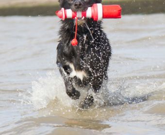 Norddeich: 16 Freizeittipps für Familien an der Nordsee - Hundestrand