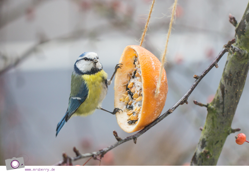 MrsBerry.de DIY | Vogelfutter oder Meisenknödel selber machen | Meisen beim Futter picken